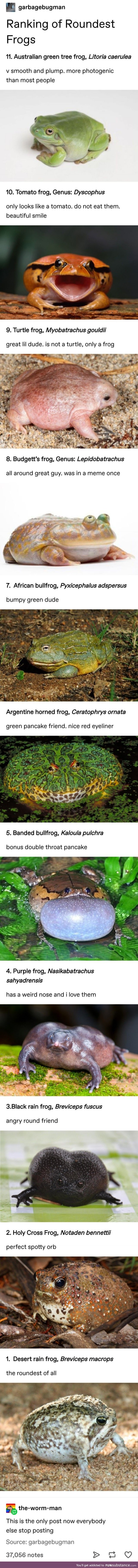 Ranking roundest frogs