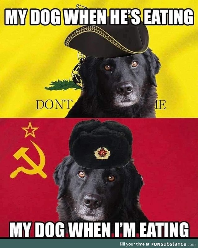 Politically savvy dog