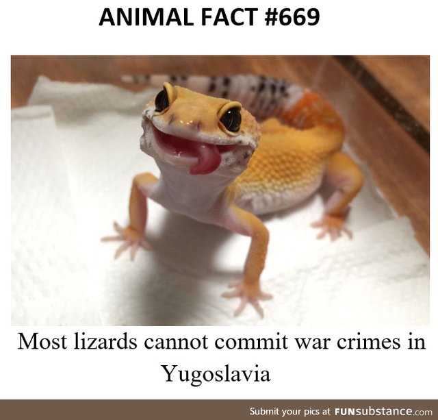 Animal fact of the day