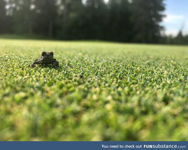 Froggo Fun #507 - "This some nice grass."