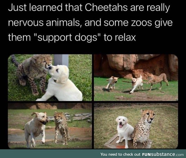 Cats Need Support Dogs Too