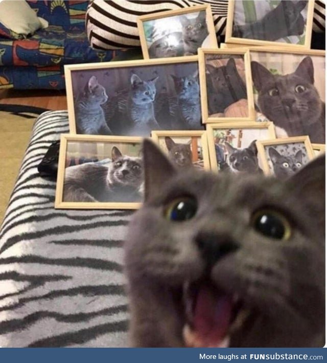 I Suspect This Cat May Slightly Enjoy Having Their Picture Taken