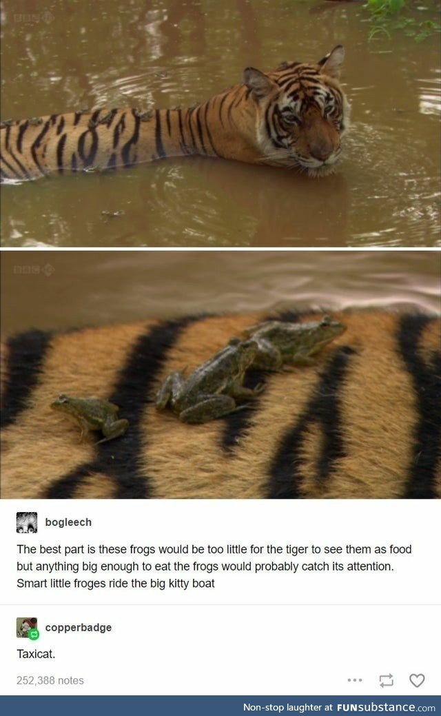 Taxicat Tiger giving frogs a lift