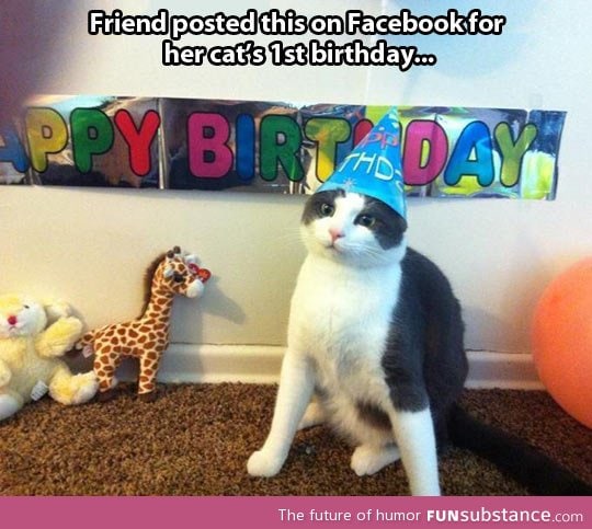 A cat's first birthday