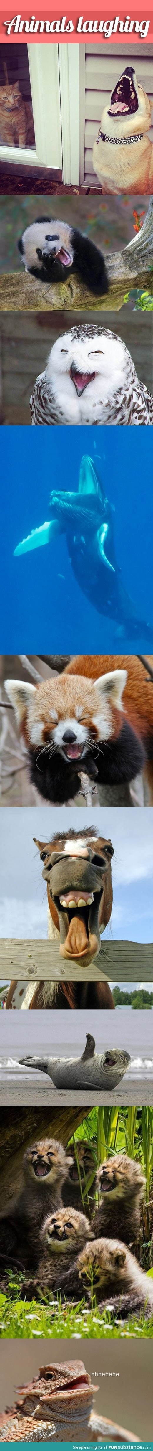 Adorable Animals Laughing