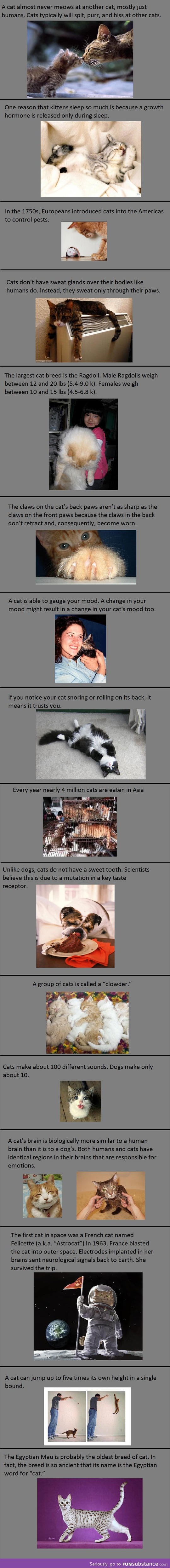 Interesting cat facts
