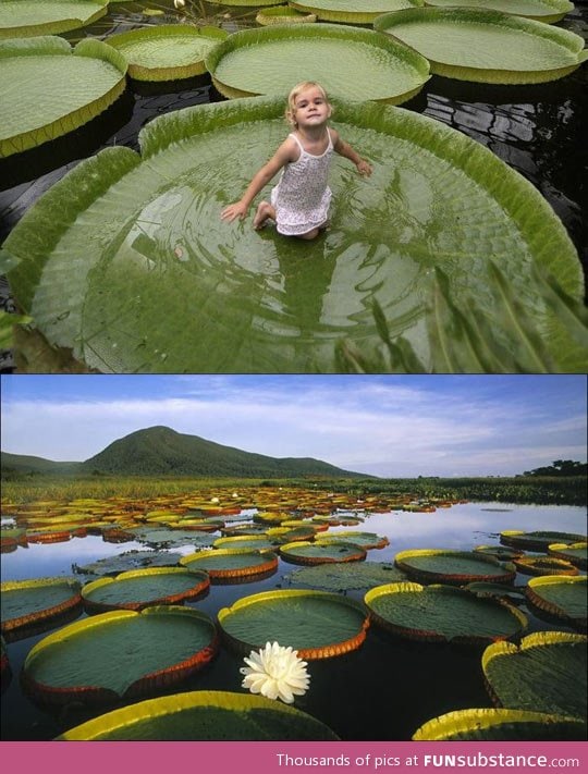 Victoria Amazonica, the plant that can support up to 40kg of weight