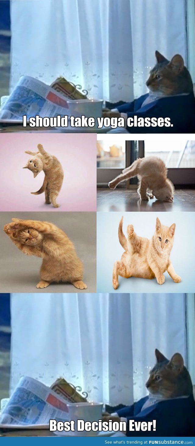 Cats and yoga = awesome