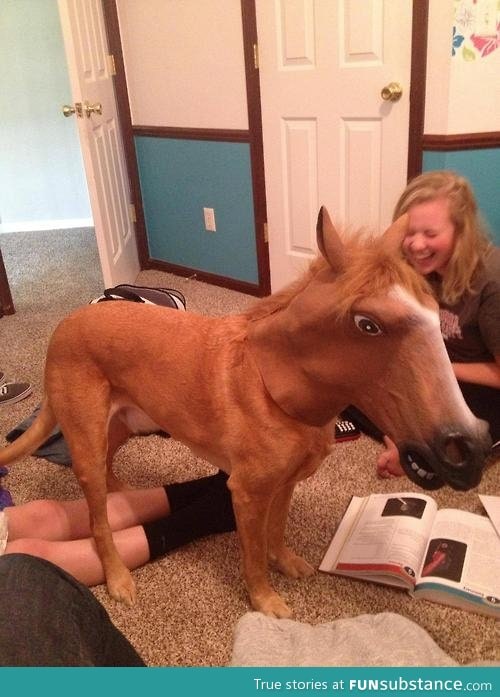 my friend thought it was a real horse