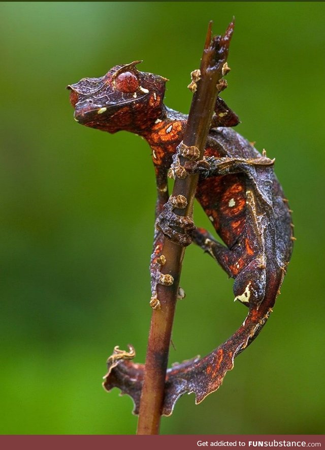 Satanic Leaf-Tailed Gecko :-0
