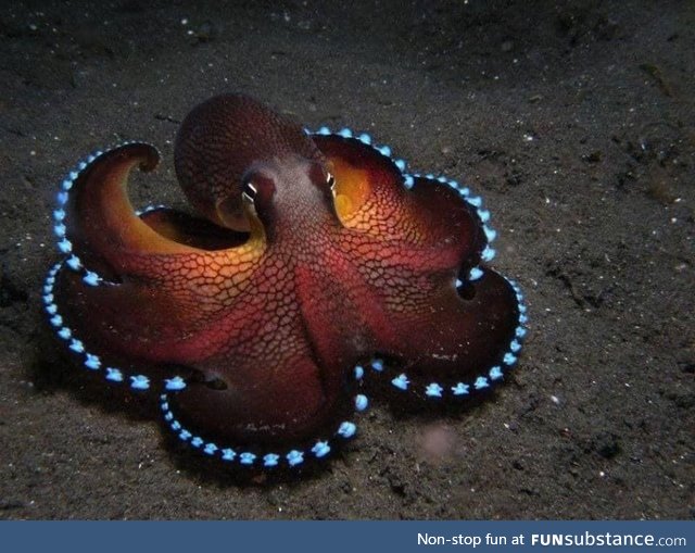 Coconut Octopuses Aren't Just Nutty, They're Also Really Pretty