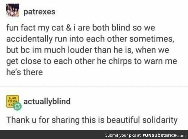 Blind cat chirps to warn blind owner