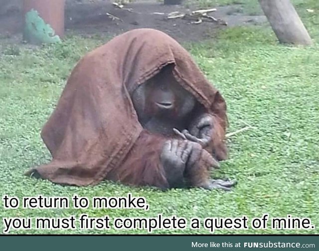 Its the elder monkey