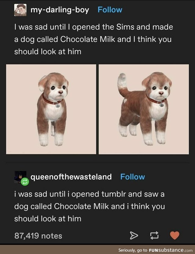 A dog called chocolate milk