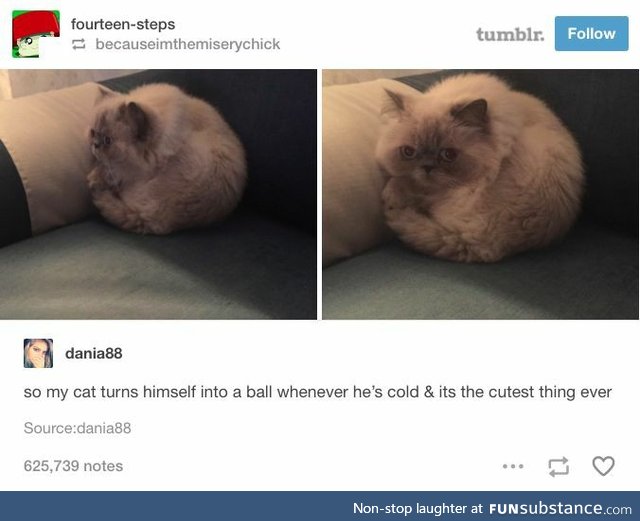 Cat turns into a ball when cold