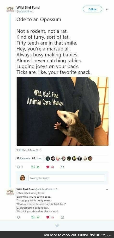 Ode to an oppossum