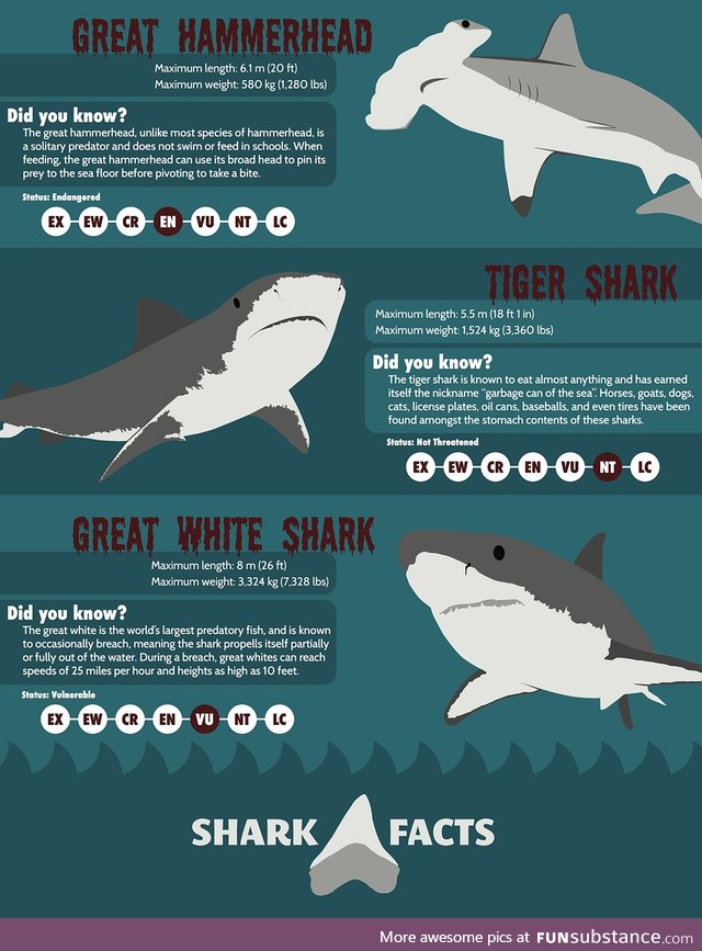 Shark Attack #17 - Bite-Sized Shark Facts