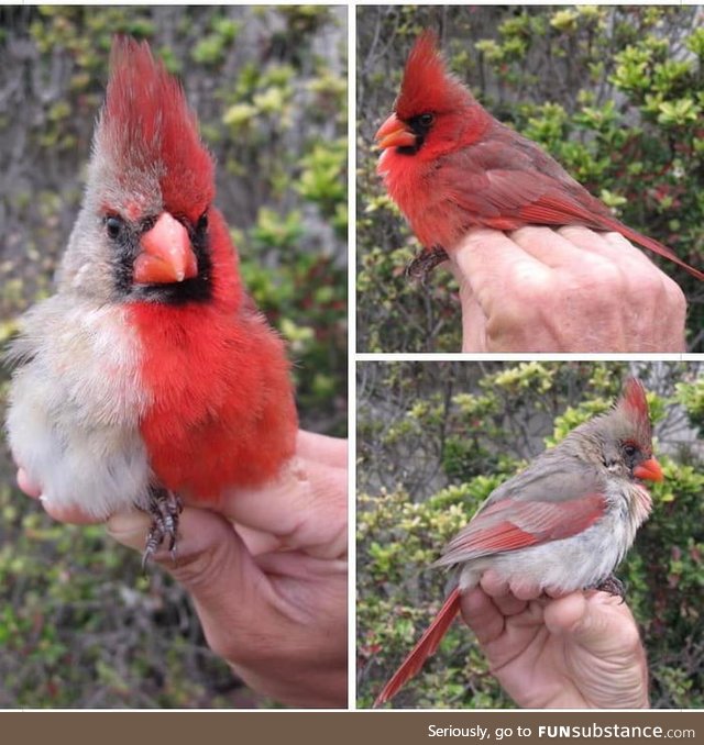 A birb (Northern cardinal) with a fancy style (bilateral gynandromorphism)