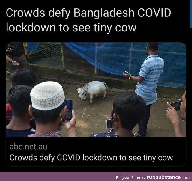 Who wouldnt?! Its a tiny cow!