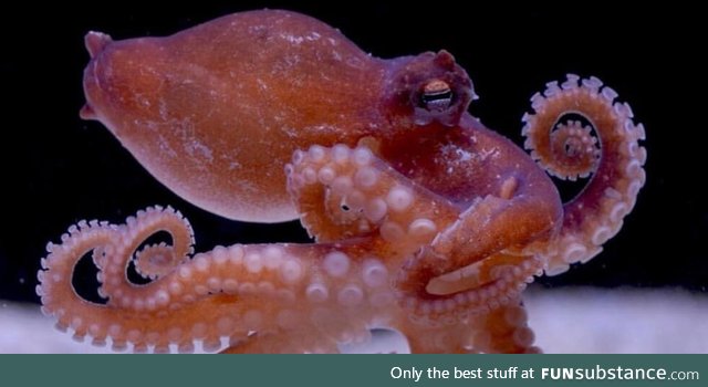 Tako Tuesday Week 10 - Star-Sucker Pygmy Octopus