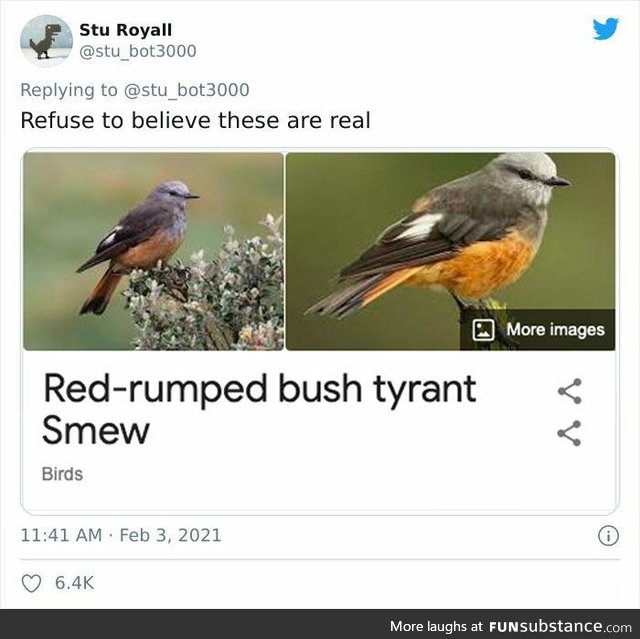 Red rumped bush tyrant smew