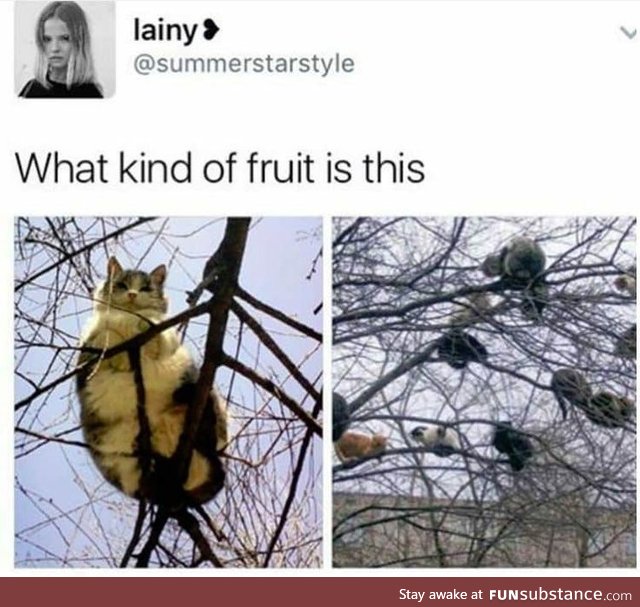 What kind of fruit is this?