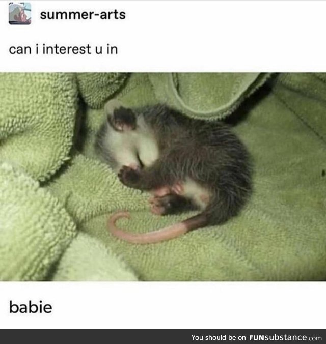 Can I interest you in babie possum?