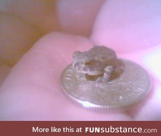 Froggo Fun #518 - Frog Offers You Coin. Do You Accept?