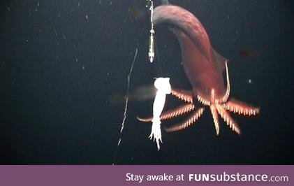 Tako Tuesday Week 11 - Dana Octopus Squid