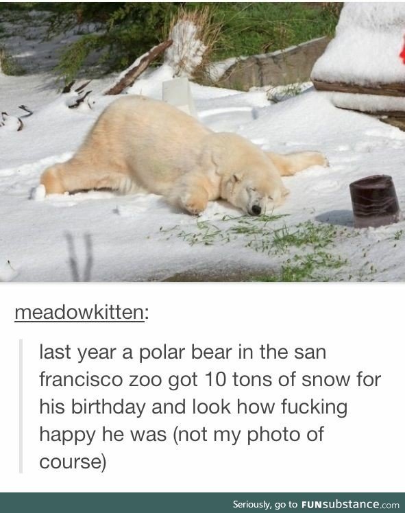Polar Bear got some snow