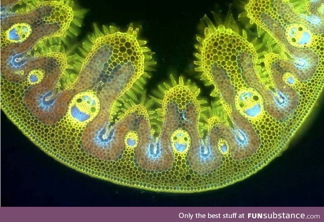 Happy grass under a microscope