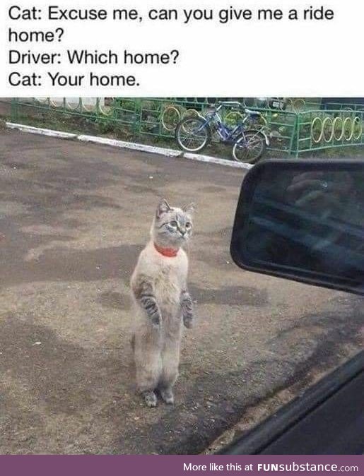 Can you give the cat a ride home?