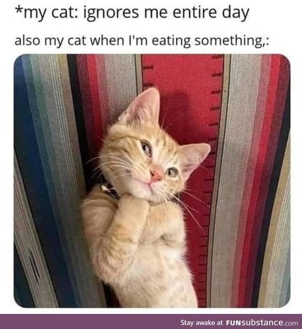 Cat when you're eating something