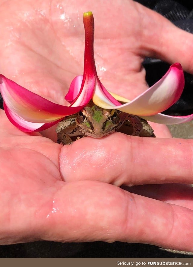 Froggo Fun #529 - Best Sun Hat