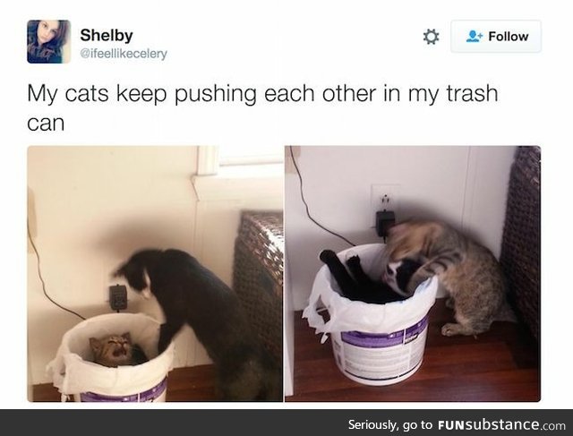 Cats pushing each other in the trash