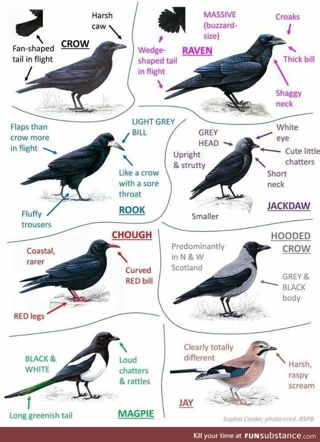 Corvids Flaps Than Crow More In Flight