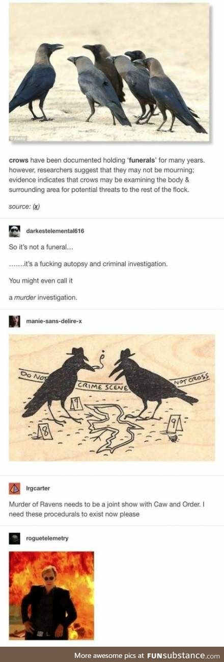 This ain't a funeral, it's a crime scene investigation [Murder of crows]