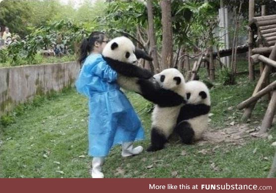 I cannot help but laugh every time I see this photo, pandas are the best