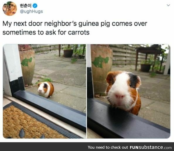 Neighbour's guinea pig visits for carrots