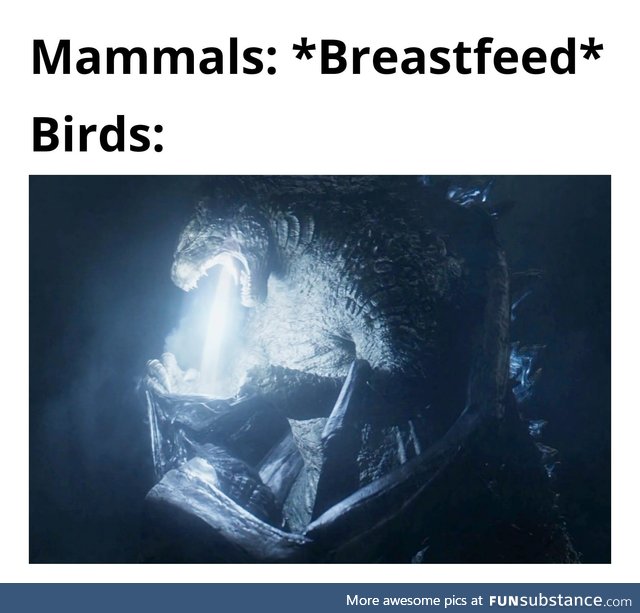 Birds are quite interesting creatures.