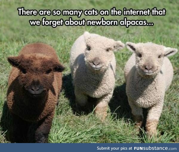 newborn alpacas