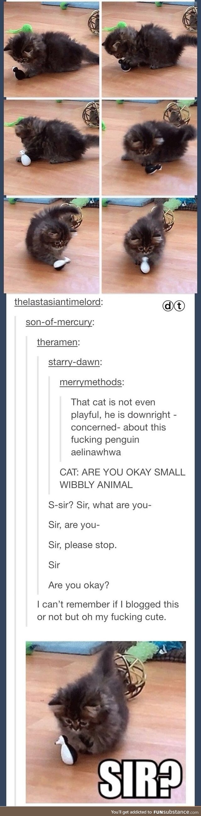 Kitten concerned about wibbly animal