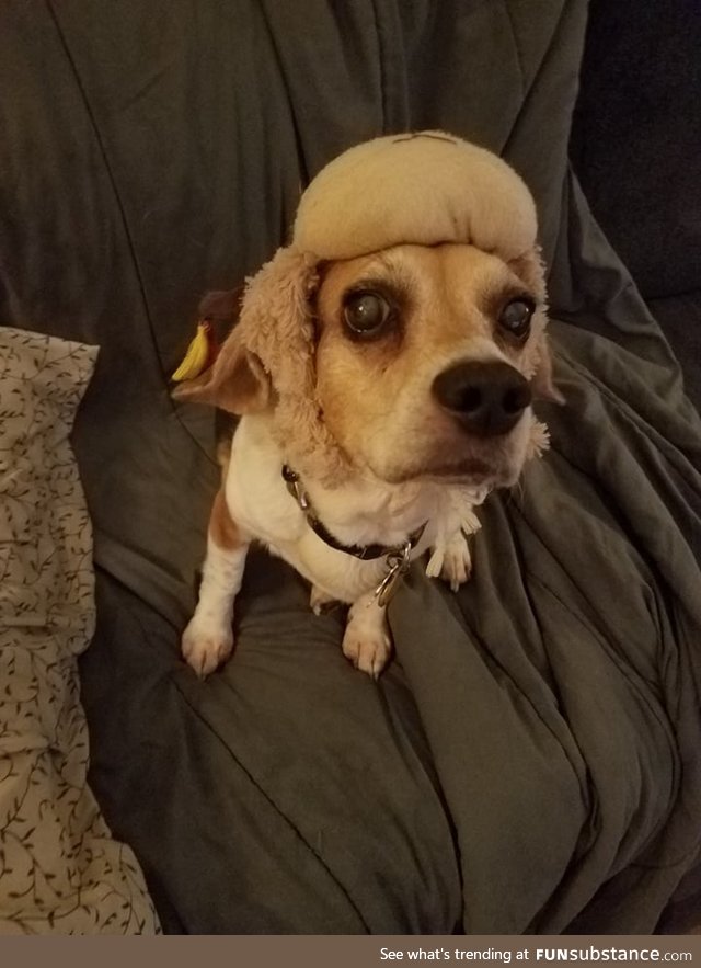 Here. It's a cute dog pic. It's my dog in a hat. It's cute.