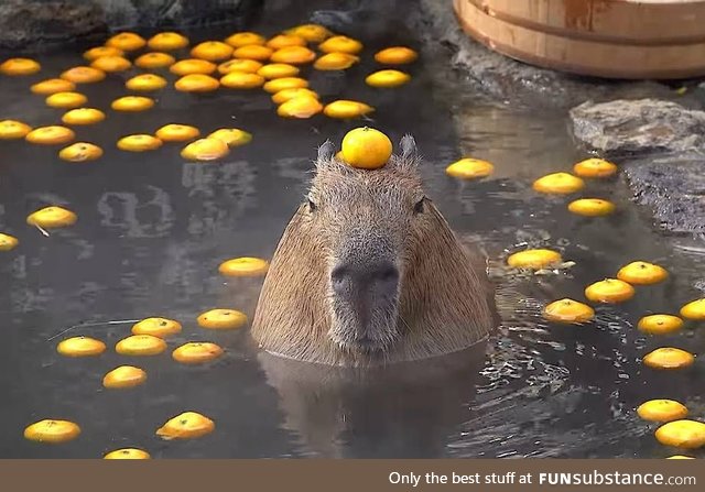 My goal is to be as calm as this capybara