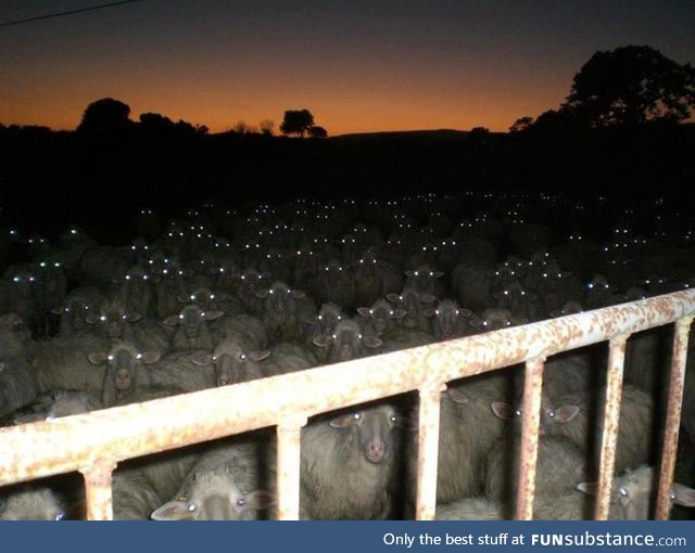 Camera flash made the sheep look like Zombies