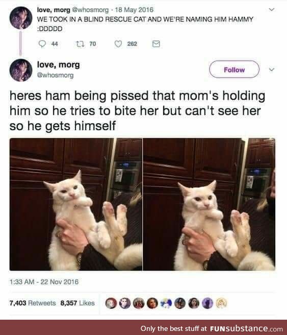 Blind cat named ham