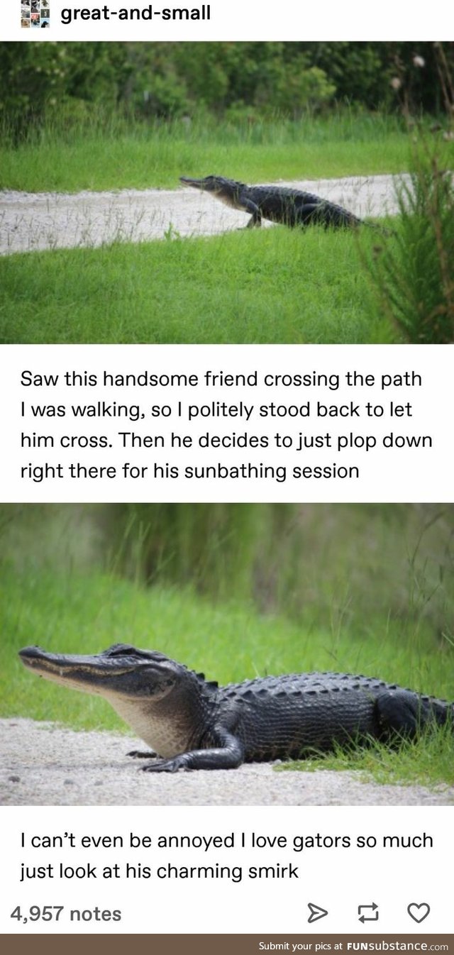 Gator on the path