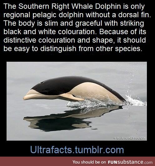 Southern right whale dolphin