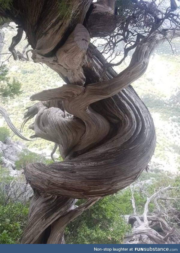 This tree breaks my brain