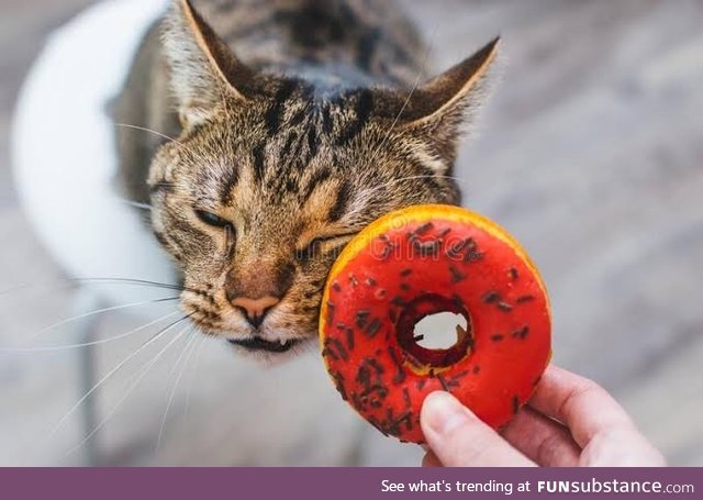 Donut the cat